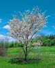 Amelanchier laevis, Kupfer-Felsenbirne, 100–125 cm, weiß Produktbild-Vorschau 4