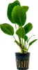 Aquarium Pflanze Anubias heterophylla Wasserpflanzen Produktbild-Vorschau 1