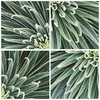 Wanduhr - Rund - Glasuhr - Agave Grün Pflanze - 30x30cm - Produktbild-Vorschau 8