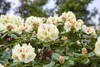 Rhododendron yakushimanum 'Flava', gelb, 40–50 cm Produktbild-Vorschau 5