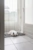 Dirty Dog Doormat - Hund - grau - 90x66 cm Produktbild-Vorschau 8