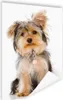 MuchoWow® Poster Porträt eines Yorkshire-Terriers 80x120 cm Produktbild-Vorschau 1