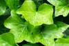 A close-up of green ivy leaves with water droplets. Produktbild-Vorschau