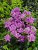 Rhododendron obt. 'Königstein', lila Blüten, 30–40 cm Produktbild-Vorschau 13