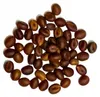Semená palmy - Washingtonia Filifera - balenie 3 ks - Náhľad obrázku produktu 2