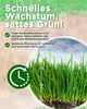 Futterbauer Rasensamen Sport & Spiel 10 kg, Robuster & Produktbild-Vorschau 4