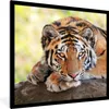 MuchoWow® Gerahmtes Poster Junger Tiger liegt auf einem Produktbild-Vorschau 1
