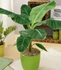 A potted banana plant is displayed indoors on a wooden surface with a white rug. Produktbild-Vorschau