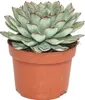 A succulent plant in a pot. Anteprima dell’immagine prodotto