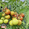 Bellissa Tomatenturm 120cm 120 cm hoch Produktbild-Vorschau 3