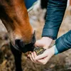 A person is feeding a horse from their hands. Anteprima dell’immagine prodotto