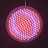 A close-up, overhead view of a circular LED grow light with red and blue LEDs. Produktbild-Vorschau