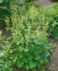 Tellima grandiflora, Falsche Alraunwurzel, ca. 9x9 cm Topf Produktbild-Vorschau 3