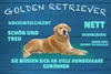 vianmo Holzschild 20x30 cm Golden Retriever Hund nett treu Produktbild-Vorschau 1