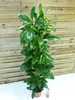 [Palmenlager] XL Ficus cyathistipula - 140 cm/Afrikanische Produktbild-Vorschau 3