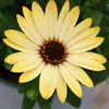 Kapkörbchen - Osteospermum ecklonis - 11cm Topf - Set mit 3 Produktbild-Vorschau 3
