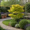 Japanischer Ahorn Acer palmatum 'Jordan' Gelb Ø19cm 70cm Produktbild-Vorschau 4