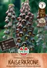 SPERLI Persische Kaiserkrone Adiyaman Fritillaria persica 1 Produktbild-Vorschau 1