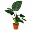 Alocasia Regal Shield, 60–80 cm. Également appelée "Oreille Voir les images du produit 4