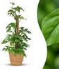 Monstera Minima am Moosstab 90cm Mini Fensterblatt Produktbild-Vorschau 2