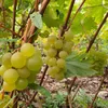 Winorośl Refren 2L Podgląd zdjęcia produktu 6