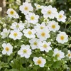 Green boutiQ - Staude - Anemone hybr. Hon. Jobert - Produktbild-Vorschau 5