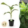 GreenboutiQ - Obstpflanze - Bananenpflanze - Musa Basjoo - Produktbild-Vorschau 2