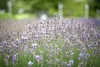Lavandula angustifolia 'Munstead', Lavendel, violett, ca. Produktbild-Vorschau 2