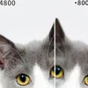 A close-up image showing two halves of a cat's face, with text labels above. Produktbild-Vorschau