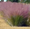 Stauden Gänge 5 x Muhlenbergia capillaris im 1 Liter Topf - Produktbild-Vorschau 6
