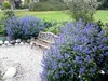 Bartblume ´DARK KNIGHT´ 40-50 cm, kont. 2,5 l Produktbild-Vorschau 6