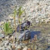 CLGarden Wasserspeier Komplettset Frosch auf einem Stein Produktbild-Vorschau 10