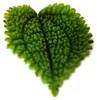 Rostlina „kanonýr“ – Pilea involucrata Moon Valley – Náhled obrázku produktu 4