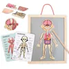 Magnetyczne puzzle - Nauka anatomii - Ciało człowieka Podgląd zdjęcia produktu 1