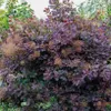 A close-up view of a large, bushy plant with dark purple leaves and feathery, light brown flower clusters. Produktbild-Vorschau
