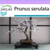 SAFLAX - Japonský čerešňový kvet - Prunus serulata - 30 Náhľad obrázku produktu 5