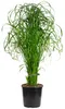 Cyperus alternifolius, noto anche come "erba di cipresso Anteprima dell’immagine prodotto 2