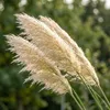 Stauden Gänge 1 x Cortaderia selloana 'Evita' im 1 Liter Produktbild-Vorschau 8