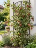 Japanische Weinbeere 30–35 cm – Rubus phoenicolasius, Produktbild-Vorschau 1