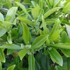 6 ks kríkov – Euonymus fortunei 'Dart's Blanket' | Kvetináč Náhľad obrázku produktu 2