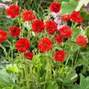 Stauden Gänge 1 x Geum chiloense 'Mrs Bradshaw / Feuerball‘ Produktbild-Vorschau 2