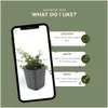 Plants by Frank | 60 Zwergmispel Pflanzen | Cotoneaster Produktbild-Vorschau 5