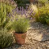 Bloomique - Zestaw 6 sztuk - Lavandula Angustifolia ‘Dwarf Podgląd zdjęcia produktu 2