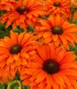 BALDUR Garten 2x Echinacea 'SunSeekers® Mineola', Knollen Produktbild-Vorschau 3