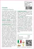 SAFLAX  - Citronella - 50 semi - Cymbopogon Anteprima dell’immagine prodotto 3