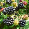 Zuckerbrombeere Asterina ® süß aromatisch 60-100 cm Produktbild-Vorschau 2