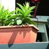 A close-up of a terracotta-colored planter box filled with green plants, with a blurred background of a desk and a red lamp. Náhľad obrázku produktu