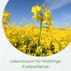 Samenshop24® Futterraps / Winterraps, Bodenkur & Produktbild-Vorschau 2
