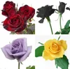150 X gemischt Stil seltene Pflanzen mehrfarbige Rose Produktbild-Vorschau 1