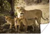 MuchoWow® Poster Löwen in der Savanne 120x80 cm - Bilder Produktbild-Vorschau 1